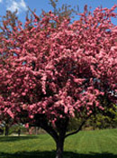 org:/gardening tips/Snoeiadvies/Overzichtspagina/Sierappel.jpg